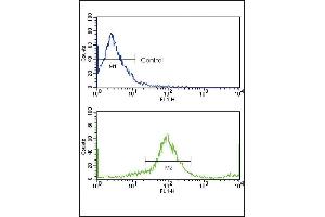 Flow cytometric analysis of MCF-7 cells using HER2/ErbB2 Antibody (N-term) (bottom histogram) compared to a negative control (top histogram). (ErbB2/Her2 抗体  (N-Term))