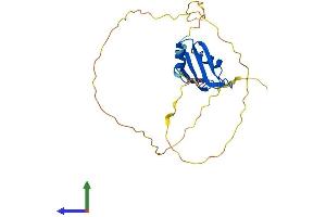 AlphaFold protein structure predicition of Human Recombinant RBM38 Protein, UniprotID Q9H0Z9
