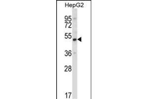 UBP1 Antibody (Center) (ABIN657986 and ABIN2846933) western blot analysis in HepG2 cell line lysates (35 μg/lane). (UBP1 抗体  (AA 266-295))