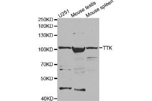 Western blot analysis of extracts of various cell lines, using TTK antibody (ABIN5971335) at 1/1000 dilution. (Mps1 抗体)