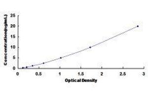 ELISA image for ATP-Binding Cassette, Sub-Family C (CFTR/MRP), Member 6 (ABCC6) ELISA Kit (ABIN419302)