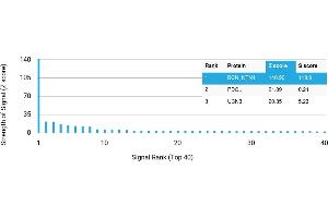 Protein Array (PAr) image for anti-Netrin 1 (NTN1) antibody (ABIN7456323) (Netrin 1 抗体)