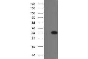 Image no. 1 for anti-RING1 and YY1 Binding Protein (RYBP) antibody (ABIN1500776) (RYBP 抗体)