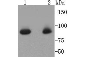 Lane 1: Hela, Lane 2: K562 cell lysates, probed with STAT5a (6E5) Monoclonal Antibody  at 1:1000 overnight at 4˚C. (STAT5A 抗体)