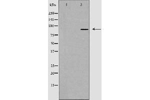 Western blot analysis of extracts from RAW264. (Cadherin 8 抗体  (Internal Region))