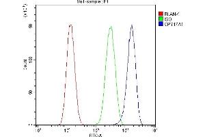 Flow Cytometry analysis of U87 cells using anti-CYP17A1 antibody (ABIN4886555).