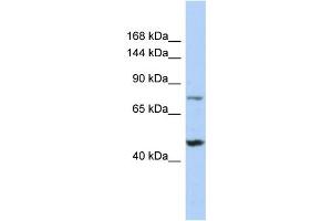 Host: Rabbit Target Name: MGA Sample Type: 721_B Whole Cell lysates Antibody Dilution: 1. (MGA (C-Term) 抗体)