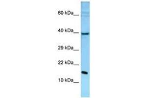 Image no. 1 for anti-Polymerase (DNA Directed), epsilon 3 (p17 Subunit) (POLE3) (C-Term) antibody (ABIN6748321) (POLE3 抗体  (C-Term))