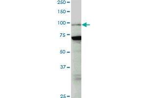 PCAF monoclonal antibody (M04), clone 5E11. (KAT2B 抗体  (AA 353-452))