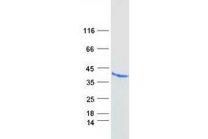 Western Blotting (WB) image for F11 Receptor (F11R) (Transcript Variant 5) protein (Myc-DYKDDDDK Tag) (ABIN2720651)