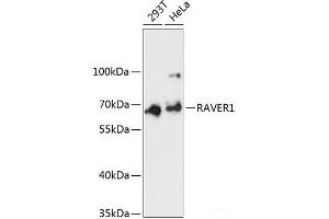 Western blot analysis of extracts of various cell lines using RAVER1 Polyclonal Antibody at dilution of 1:3000. (RAVER1 抗体)