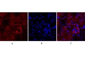 Immunofluorescence analysis of mouse kidney tissue. (Cyclin A 抗体  (AA 190-270))