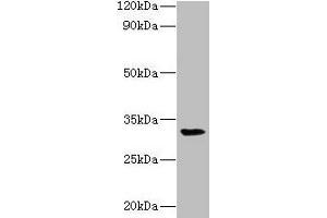 Western blot All lanes: RPSA antibody at 2 μg/mL + Mouse small intestine tissue Secondary Goat polyclonal to rabbit lgG at 1/15000 dilution Predicted band size: 33 kDa Observed band size: 33 kDa (RPSA/Laminin Receptor 抗体  (AA 2-294))