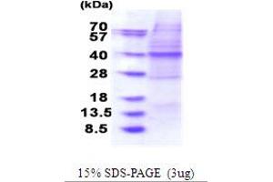 SDS-PAGE (SDS) image for O-Sialoglycoprotein Endopeptidase (OSGEP) (AA 1-335) protein (His tag) (ABIN5853852)