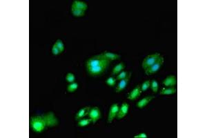 Immunofluorescent analysis of HepG2 cells using ABIN7150112 at dilution of 1:100 and Alexa Fluor 488-congugated AffiniPure Goat Anti-Rabbit IgG(H+L) (DNMT3A 抗体  (AA 680-902))