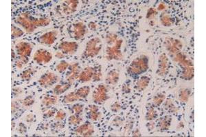IHC-P analysis of Human Stomach Tissue, with DAB staining. (Caspase 9 抗体  (AA 331-416))