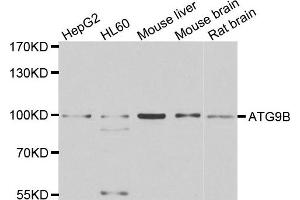 Western blot analysis of extracts of various cell lines, using ATG9B antibody. (ATG9B 抗体)