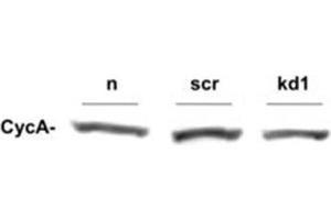 Western Blotting (WB) image for anti-Cyclin A2 (CCNA2) antibody (ABIN97945) (Cyclin A 抗体)