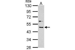 WB Image Sample (30 ug of whole cell lysate) A: A431 10% SDS PAGE antibody diluted at 1:1000 (BMP4 抗体  (C-Term))