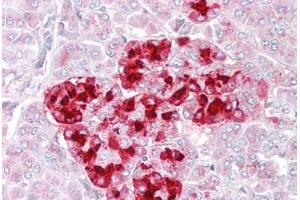 Anti-IGFBP7 antibody IHC staining of human pancreas. (IGFBP7 抗体  (AA 194-207))