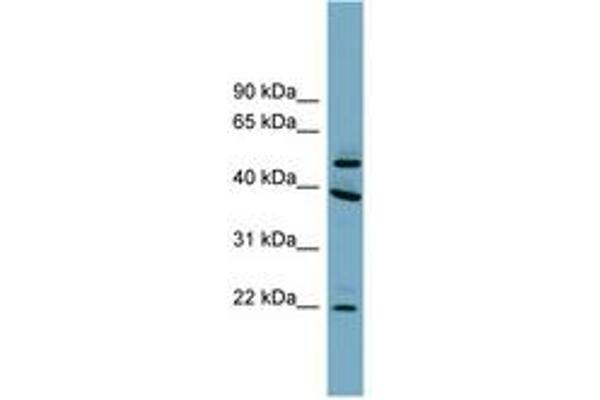 UFSP2 Antikörper  (AA 287-336)