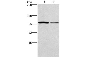 Western Blot analysis of NIH/3T3 and A172 cell using CARD14 Polyclonal Antibody at dilution of 1:800 (CARD14 抗体)