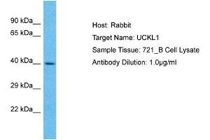 Host: Rabbit Target Name: UCKL1 Sample Type: 721_B Whole cell lysates Antibody Dilution: 1. (UCKL1 抗体  (N-Term))
