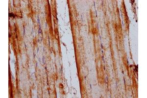 Immunohistochemistry (IHC) image for anti-Solute Carrier Family 15 (H+/Peptide Transporter), Member 4 (SLC15A4) (AA 243-317) antibody (ABIN7170110)