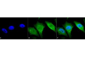 Immunocytochemistry (ICC) image for anti-Calnexin (CANX) (C-Term) antibody (ABIN361783)