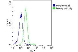 Overlay histogram showing Hela cells stained with Antibody (green line). (DNM2 抗体  (AA 213-247))