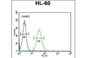 CD80 Antibody (C-term) (ABIN651210 and ABIN2840132) flow cytometric analysis of HL-60 cells (right histogram) compared to a negative control cell (left histogram). (CD80 抗体  (C-Term))
