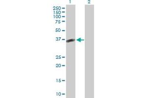 Western Blot analysis of POMC expression in transfected 293T cell line by POMC MaxPab polyclonal antibody. (POMC 抗体  (AA 1-267))