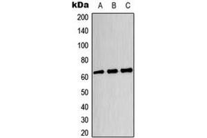Western blot analysis of CRMP3 expression in HeLa (A), U87MG (B), HT29 (C) whole cell lysates. (DPYSL4 抗体  (Center))