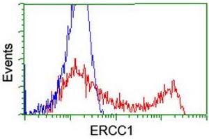 Flow Cytometry (FACS) image for anti-Excision Repair Cross Complementing Polypeptide-1 (ERCC1) antibody (ABIN1498066) (ERCC1 抗体)