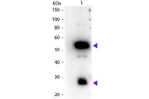 Western Blot of Peroxidase conjugated Rabbit Anti-Guinea Pig IgG secondary antibody.