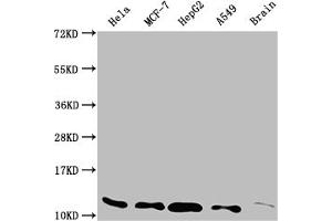Western Blot Positive WB detected in: Hela whole cell lysate, MCF-7 whole cell lysate, HepG2 whole cell lysate, A549 whole cell lysate, Rat brain tissue All lanes: TXN antibody at 1:2000 Secondary Goat polyclonal to rabbit IgG at 1/50000 dilution Predicted band size: 10, 12 kDa Observed band size: 12 kDa (Recombinant TXN 抗体)