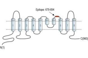 Representative domain view of the target of ABIN7042927.