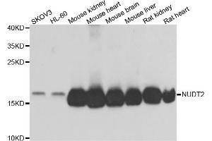 Western blot analysis of extracts of various cell lines, using NUDT2 antibody. (NUDT2 抗体)