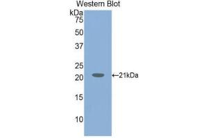 Western Blotting (WB) image for anti-Von Willebrand Factor (VWF) (AA 1498-1665) antibody (ABIN1078669) (VWF 抗体  (AA 1498-1665))
