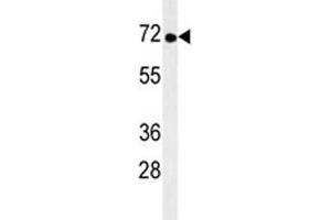 TNK1 antibody western blot analysis in mouse brain tissue lysate. (TNK1 抗体)