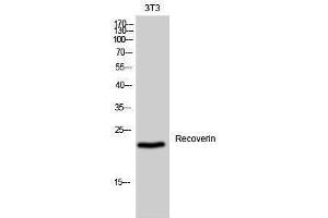 Western Blotting (WB) image for anti-Recoverin (RCVRN) (Internal Region) antibody (ABIN3177175) (Recoverin 抗体  (Internal Region))