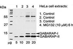 Western blot testing of GABARAP antibody and Hela cells treated with 26S proteasome complex blocker MG132.