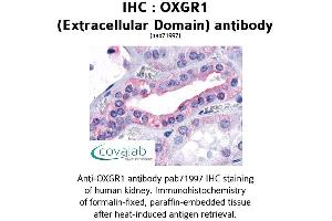 Image no. 1 for anti-Oxoglutarate (Alpha-Ketoglutarate) Receptor 1 (OXGR1) (3rd Extracellular Domain) antibody (ABIN1737721) (OXGR1 抗体  (3rd Extracellular Domain))