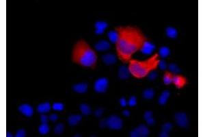 Anti-SHH mouse monoclonal antibody (ABIN2452357) immunofluorescent staining (Red) of COS7 cells transiently transfected by pCMV6-ENTRY SHH (RC222175). (Sonic Hedgehog 抗体  (AA 24-197))