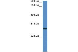 WB Suggested Anti-Clec1b Antibody   Titration: 1. (C-Type Lectin Domain Family 1, Member B (CLEC1B) (N-Term) 抗体)