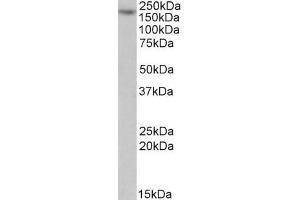ABIN571223 (1µg/ml) staining of Jurkat lysate (35µg protein in RIPA buffer). (MYO5A 抗体  (Internal Region))