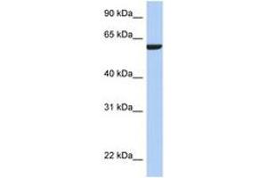 Image no. 1 for anti-Adhesion Molecule with Ig-Like Domain 3 (AMIGO3) (N-Term) antibody (ABIN6743924) (AMIGO3 抗体  (N-Term))