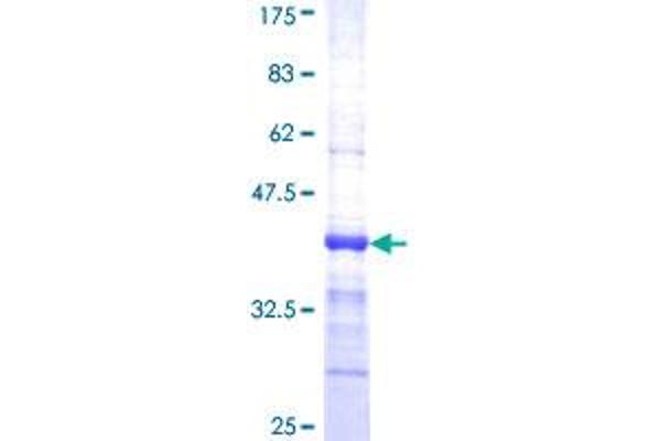 PDE2A Protein (AA 850-940) (GST tag)