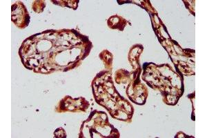 IHC image of ABIN7157491 diluted at 1:400 and staining in paraffin-embedded human placenta tissue performed on a Leica BondTM system. (KIF1BP 抗体  (AA 24-204))