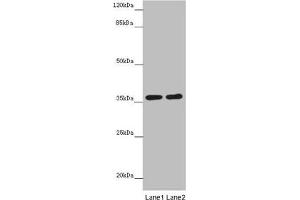 Western blot All lanes: GNB1L antibody at 3. (GNB1L 抗体  (AA 1-327))